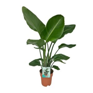 Strelitzia nicolai – Paradijsvogelplant – tropische kamerplant – ±19 cm