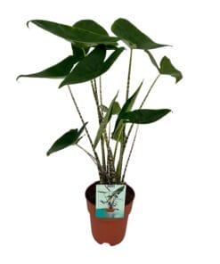 Alocasia Zebrina - Olifantsoor - Ø19Cm - ↕75Cm