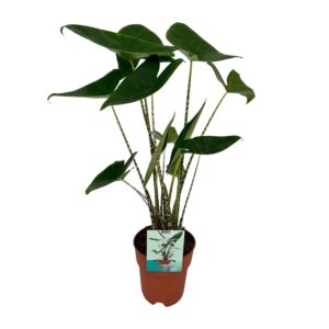 Alocasia Zebrina (Olifantsoor) – tropische kamerplant met zebrapatroon – ±19 cm