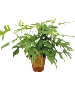 Monstera Minima - Ø15Cm - ↕40Cm