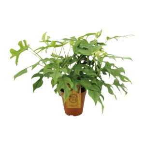 Monstera Minima (Rhaphidophora tetrasperma) – compacte kamerplant – ±15 cm