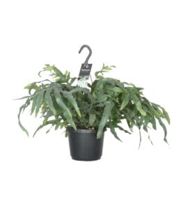 Phlebodium Aureum Blue Star - Ø17Cm - ↕50Cm