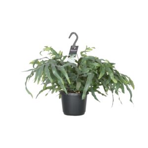 Phlebodium Blue Star varen – met opvallend blauwgroen blad – ±17 cm