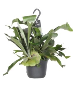 Platycerium Bifurcatum - Ø17Cm - ↕30Cm