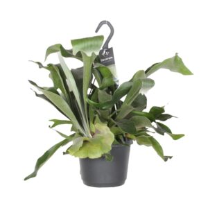 Hertshoornvaren (Platycerium bifurcatum) – epifytische varen – ±17 cm