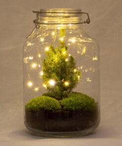Diy Terrarium - Jar Christmas - ↕ 28 Cm