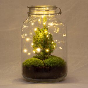 Diy Terrarium - Jar Christmas - ↕ 28 Cm