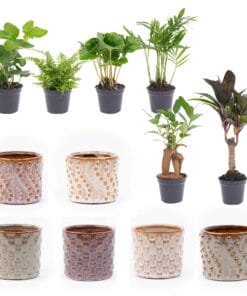 Mini Planten Set 6 - Inclusief Pot Set Madrid