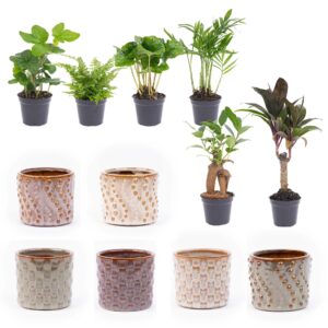 Mini Planten Set 6 - Inclusief Pot Set Madrid