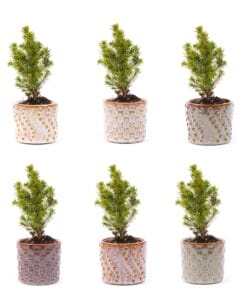 Mini-Kerstboom Set 6 - Inclusief Pot Set Madrid