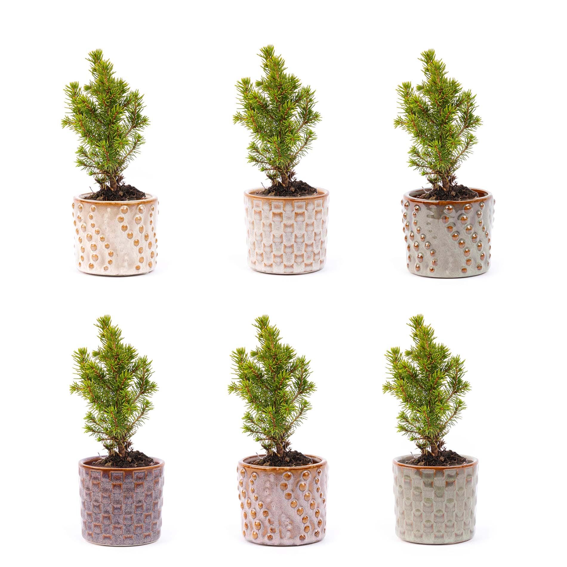 Mini-Kerstboom Set 6 - Inclusief Pot Set Madrid