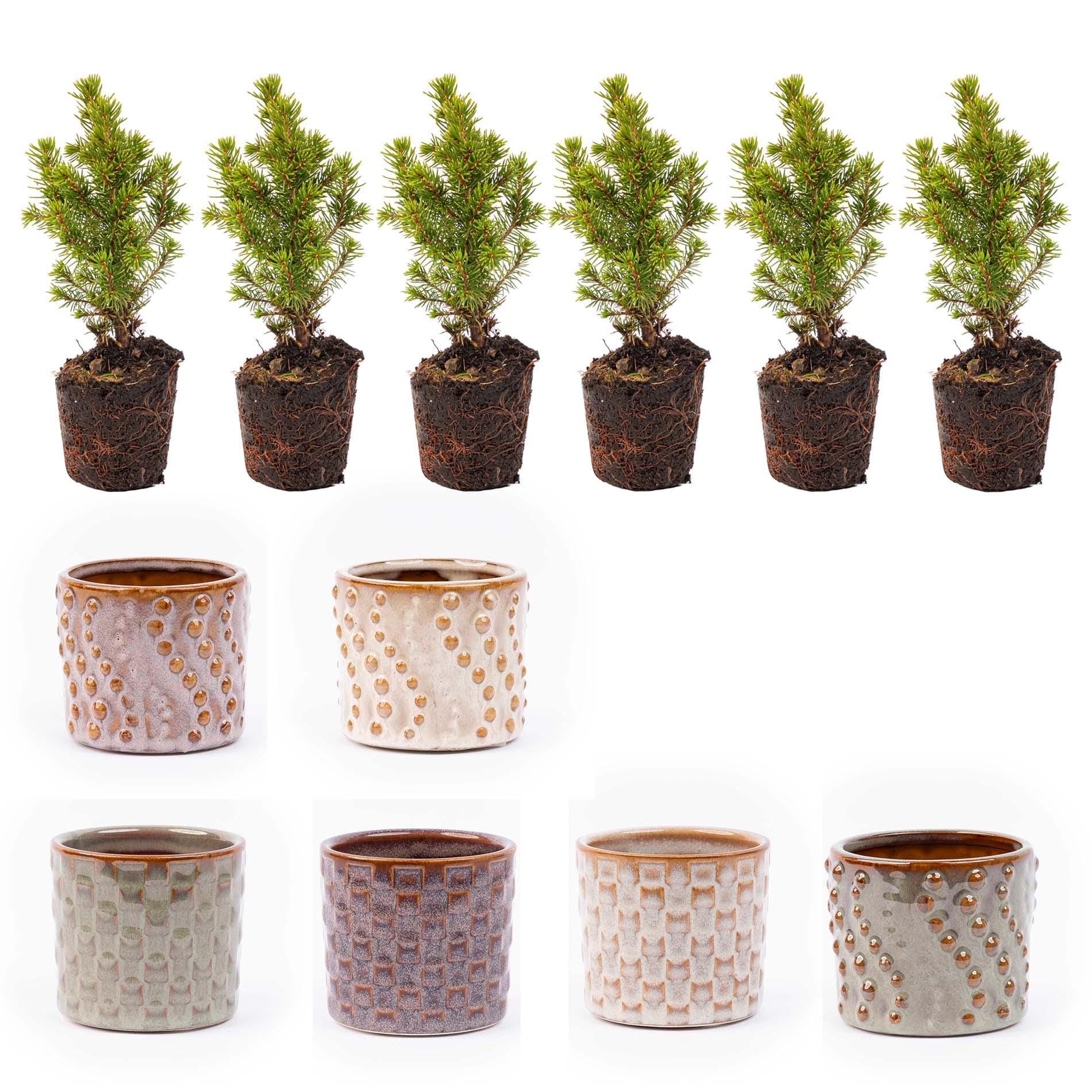 Mini-Kerstboom Set 6 - Inclusief Pot Set Madrid - Afbeelding 3