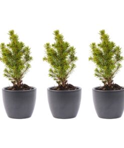 Mini-Kerstboom Set 6 - Inclusief Boule Antraciet Pot