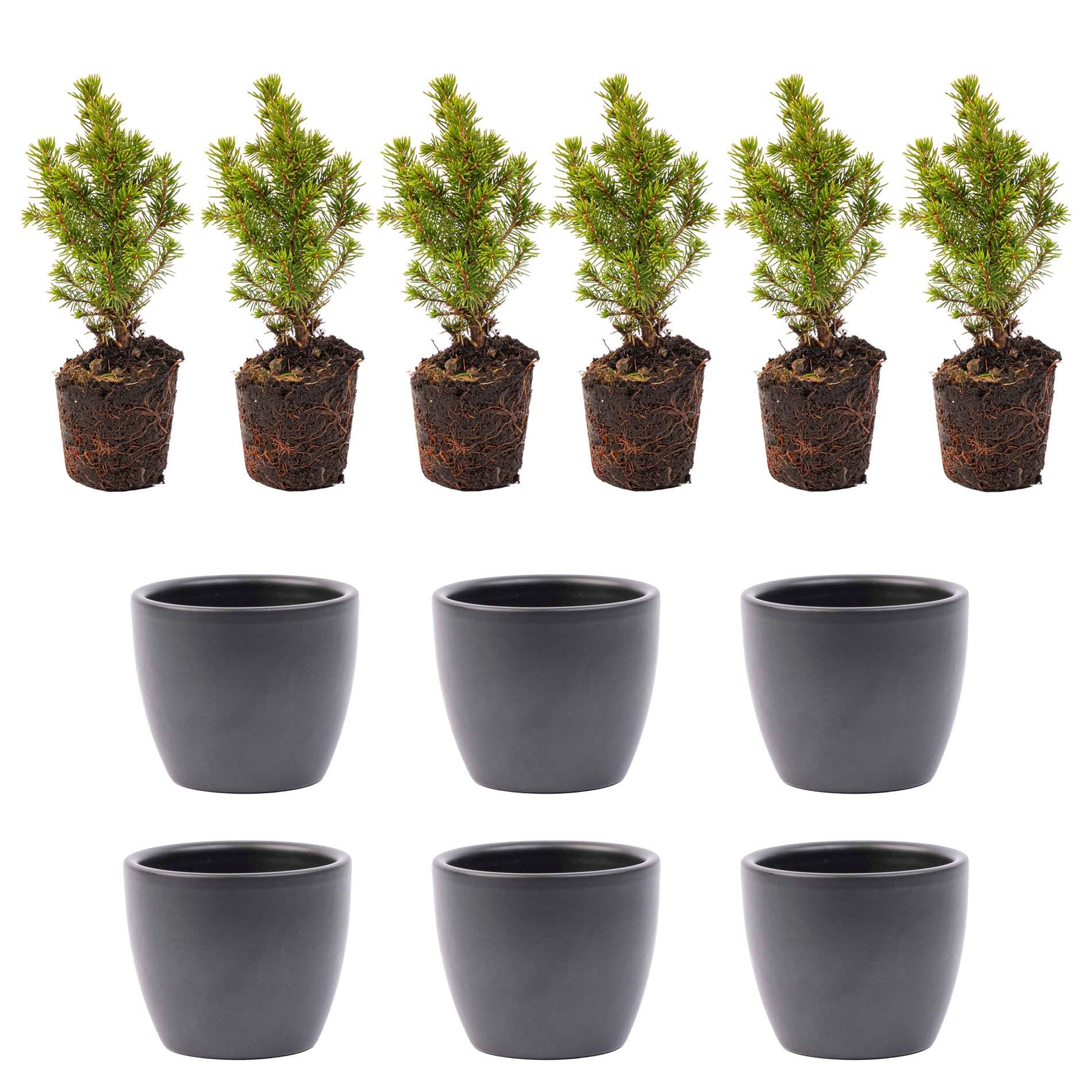 Mini-Kerstboom Set 6 - Inclusief Boule Antraciet Pot - Afbeelding 2