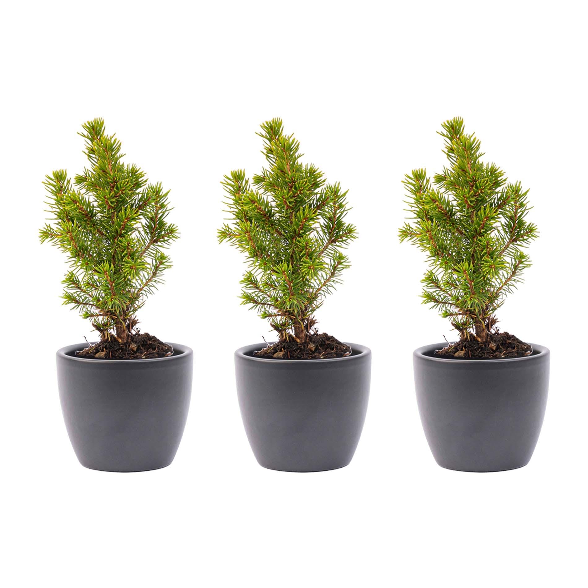 Mini-Kerstboom Set 3 - Inclusief Boule Antraciet Pot