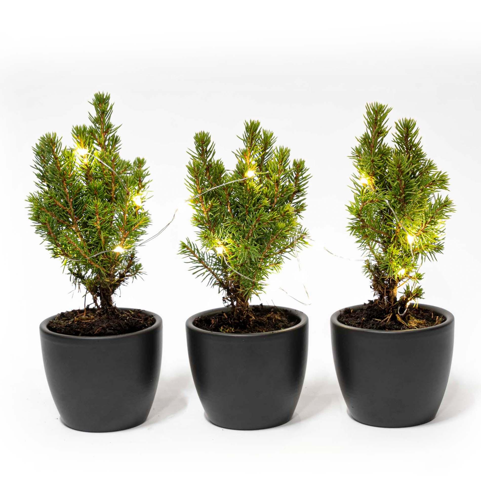 Mini-Kerstboom Set 3 - Inclusief Boule Antraciet Pot + 20 Led Lights