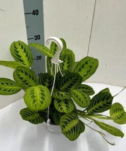 Maranta Leuconeura 'Fascinator' Lemon Lime Hangpot - Ø15Cm - ↕40Cm