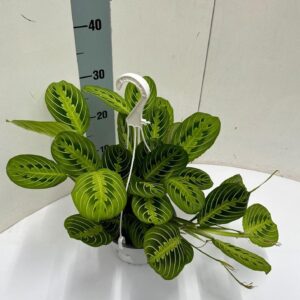 Maranta 'Lemon Lime' hangpot – opvallend geblokt blad in groen en geel – ±15 cm