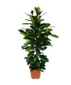 Ficus Cyathistipula - Ø21Cm - ↕105Cm