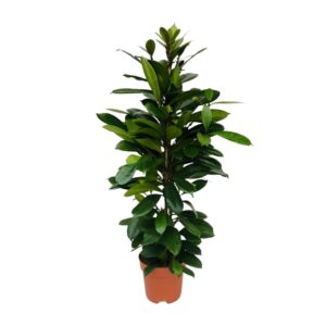 Ficus Cyathistipula - Ø21Cm - ↕105Cm