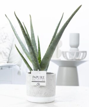 Aloe Vera In Pure Jade Ceramics - Ø12Cm - ↕45Cm