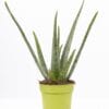 Aloe Vera Pure Collection - Ø12Cm - ↕40Cm