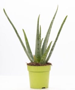 Aloe Vera Pure Collection - Ø12Cm - ↕40Cm