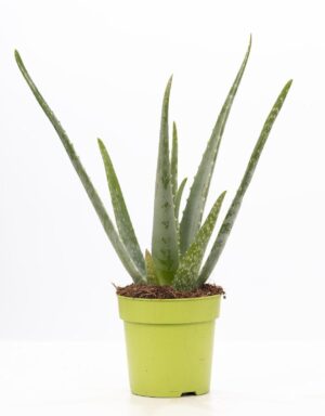 Aloe Vera Pure Collection - Ø12Cm - ↕40Cm