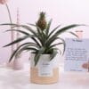 Ananas Rosita Gift To Adore With Greeting Card! - Ø12Cm - ↕35Cm