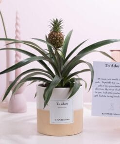 Ananas Rosita Gift To Adore With Greeting Card! - Ø12Cm - ↕35Cm