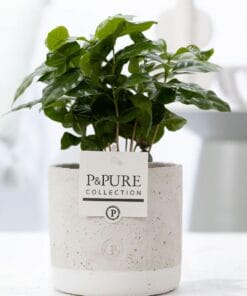 Coffea Arabica In Jade Ceramics - Ø12Cm - ↕20Cm