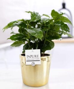 Coffea Arabica In Laryssa Ceramics Shiny Gold - Ø12Cm - ↕20Cm