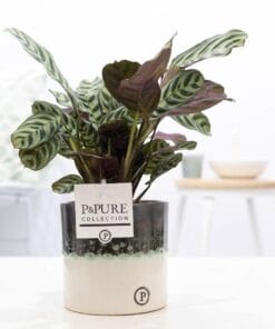 Ctenanthe Burle Marxii In Illusion Cer. - Ø12Cm - ↕25Cm