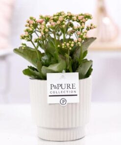 Kalanchoe Pink In  Ivy Ceramics Shiny White - Ø12Cm - ↕27Cm