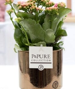Kalanchoe Pink In Juliette Ceramics Goldbronze - Ø12Cm - ↕27Cm