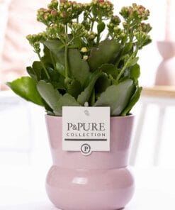 Kalanchoe Pink In Plant Vase Maxima Pink - Ø12Cm - ↕27Cm