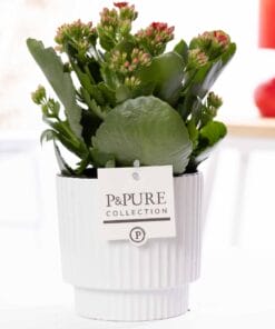 Kalanchoe Red In Ivy Ceramics Shiny White - Ø12Cm - ↕27Cm