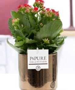Kalanchoe Red In Juliette Ceramics Goldbronze - Ø12Cm - ↕27Cm