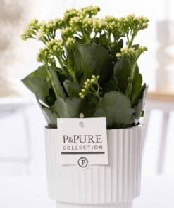 Kalanchoe White In Ivy Ceramics Green - Ø12Cm - ↕27Cm