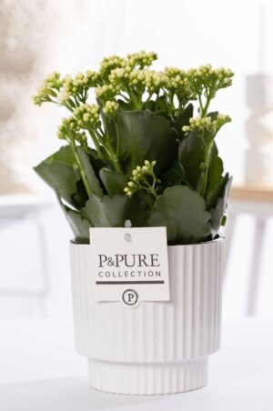 Kalanchoe White In Ivy Ceramics Green - Ø12Cm - ↕27Cm
