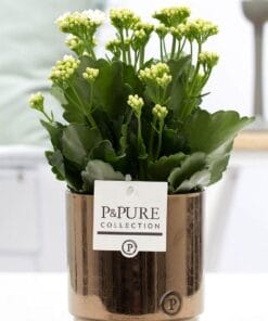 Kalanchoe White In Juliette Ceramics Goldbronze - Ø12Cm - ↕27Cm