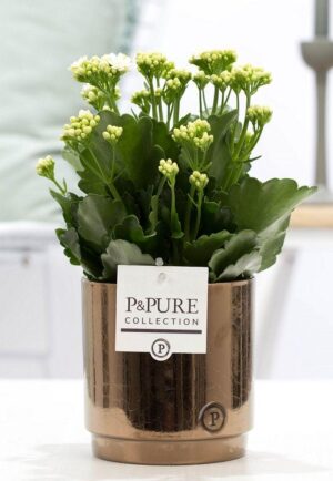 Kalanchoe White In Juliette Ceramics Goldbronze - Ø12Cm - ↕27Cm