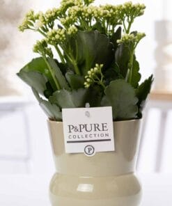 Kalanchoe White In Plant Vase Maxima Green - Ø12Cm - ↕27Cm