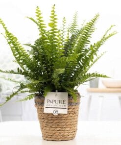 Nephrolepis Green Lady In Basket - Ø12Cm - ↕35Cm