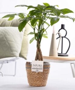 Pachira Aquatica In Basket- Ø12Cm - ↕45Cm