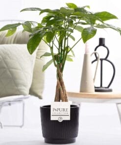 Pachira Aquatica In  Ceramics Liv - Ø12Cm - ↕45Cm