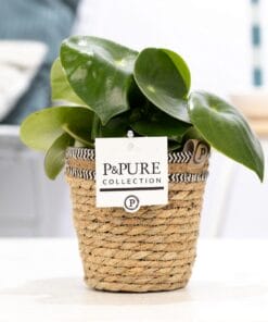 Peperomia Raindrop In Basket - Ø12Cm - ↕25Cm