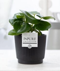 Peperomia Raindrop In Pure Liv Ceramics Matt Black - Ø12Cm - ↕25Cm