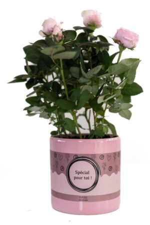 Rosa Light Pink In Special Pour Verpakking - Ø12Cm - ↕30Cm