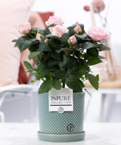 Rosa Light Pink In Pure Lauren Ceramics - Ø12Cm - ↕30Cm